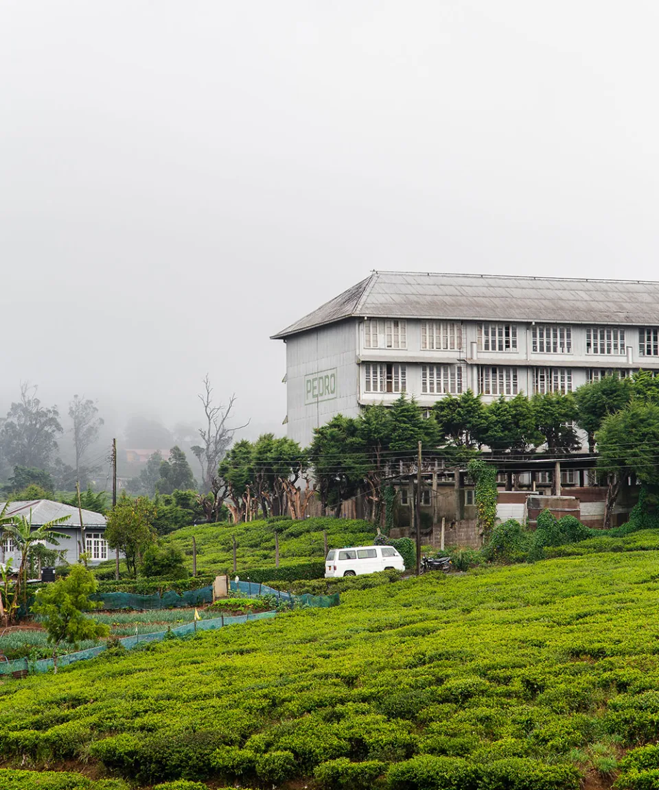 The Tea Country Gallery View 8 — The Tea Country