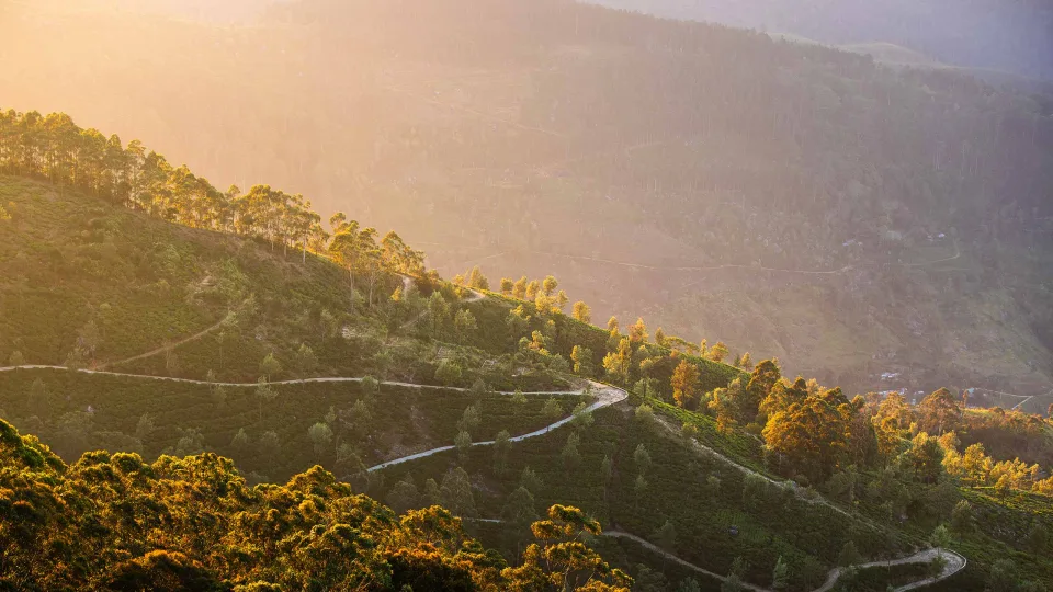 The Tea Country — The Tea Country Header