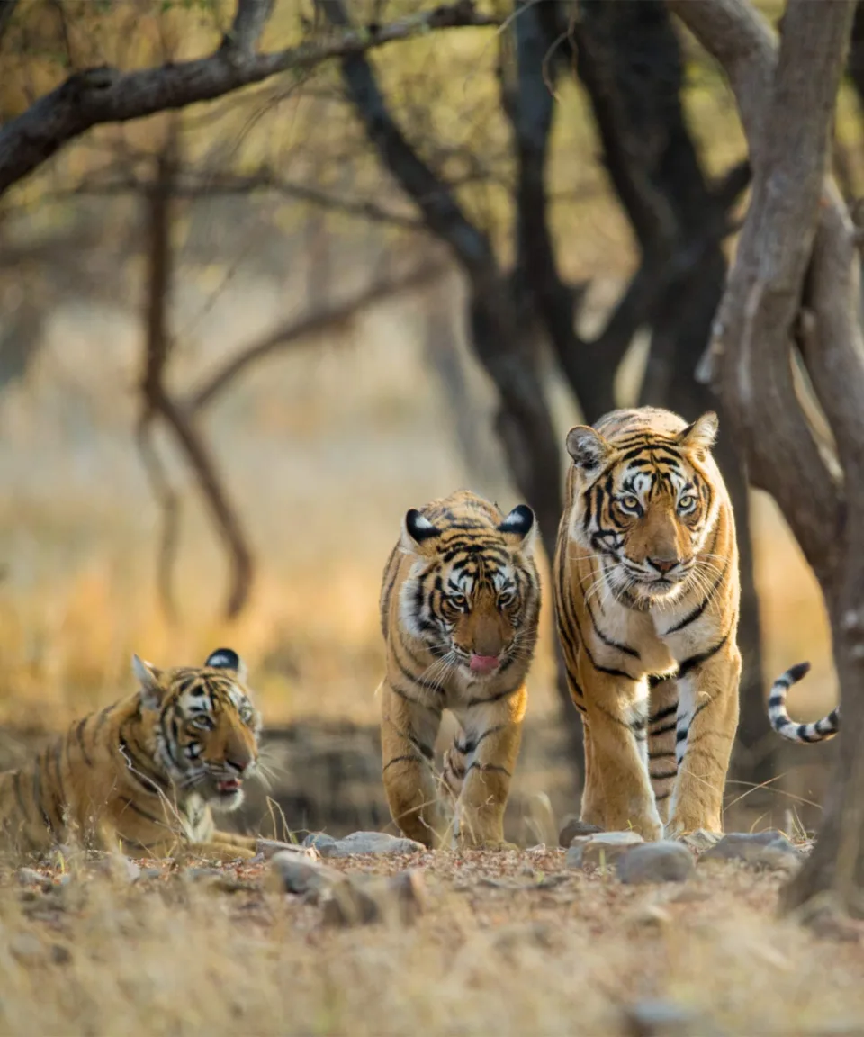 India — Wildlife And Wilderness Body India View 1