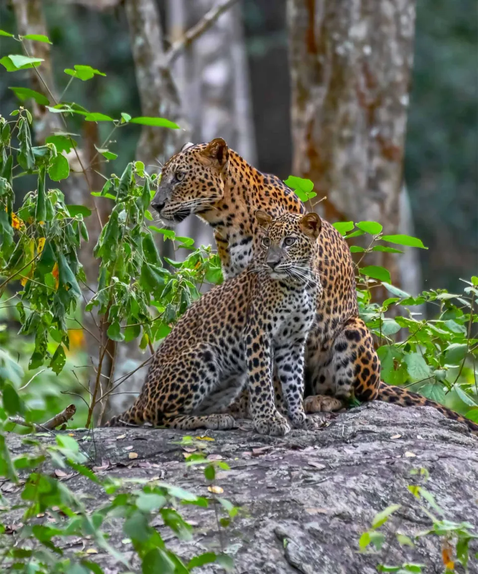 Sri Lanka — Wildlife And Wilderness Body Sri Lanka View 2