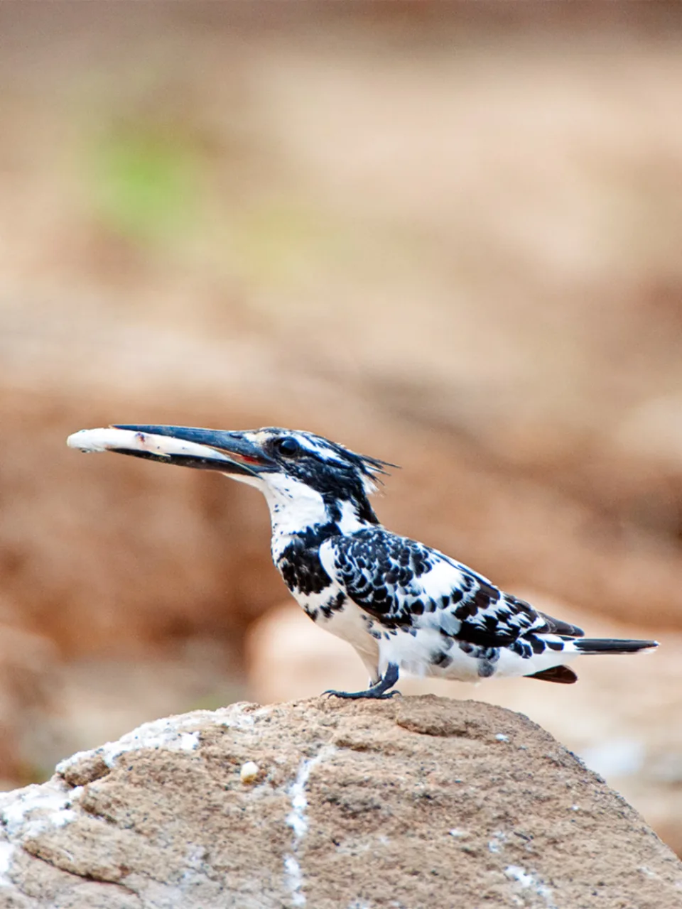 Select your destination — Wildlife And Wilderness Gallery View 12