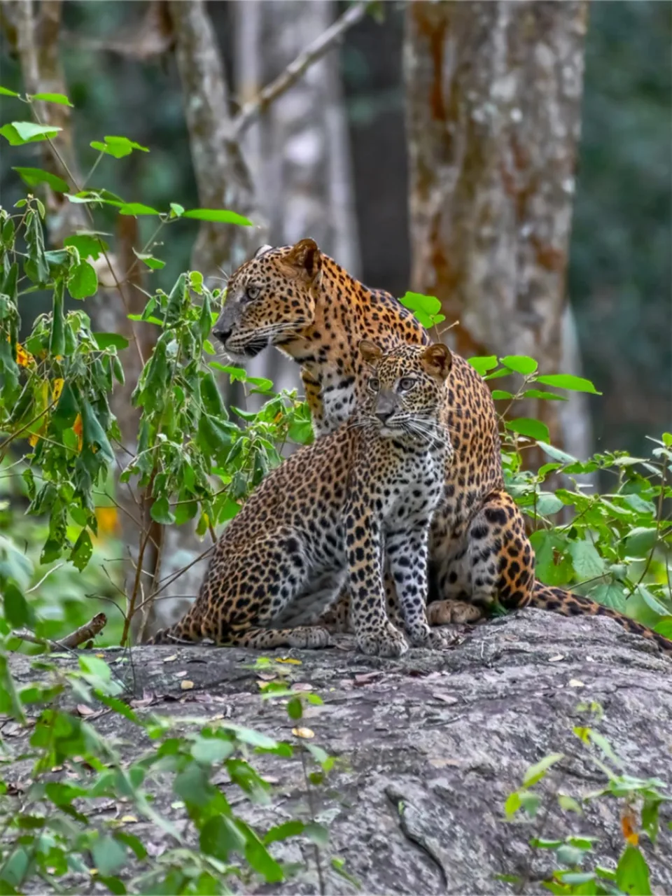 Wildlife And Wilderness Gallery View 3 — Wildlife and Wilderness