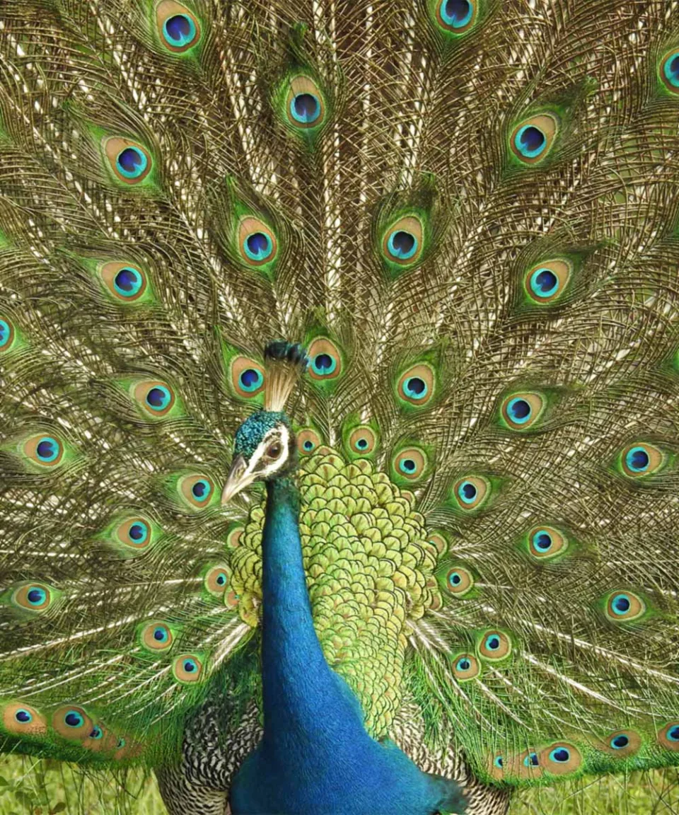Wildlife And Wilderness Gallery View 4 — Wildlife and Wilderness