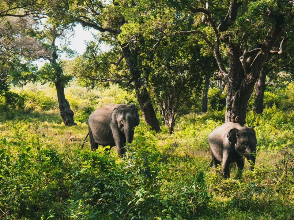 Wildlife And Wilderness Gallery View 7 — Wildlife and Wilderness