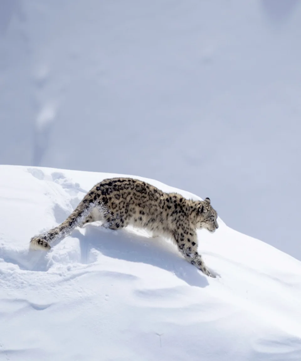 Snow Leopard — Wildlife And Wilderness India Feature View 1