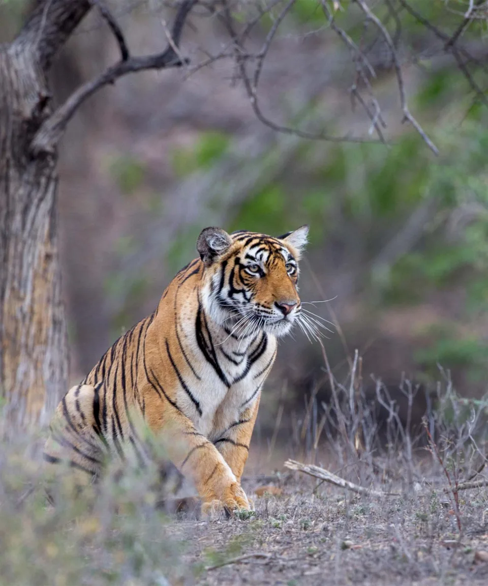 Bengal Tiger — Wildlife And Wilderness India Feature View 2