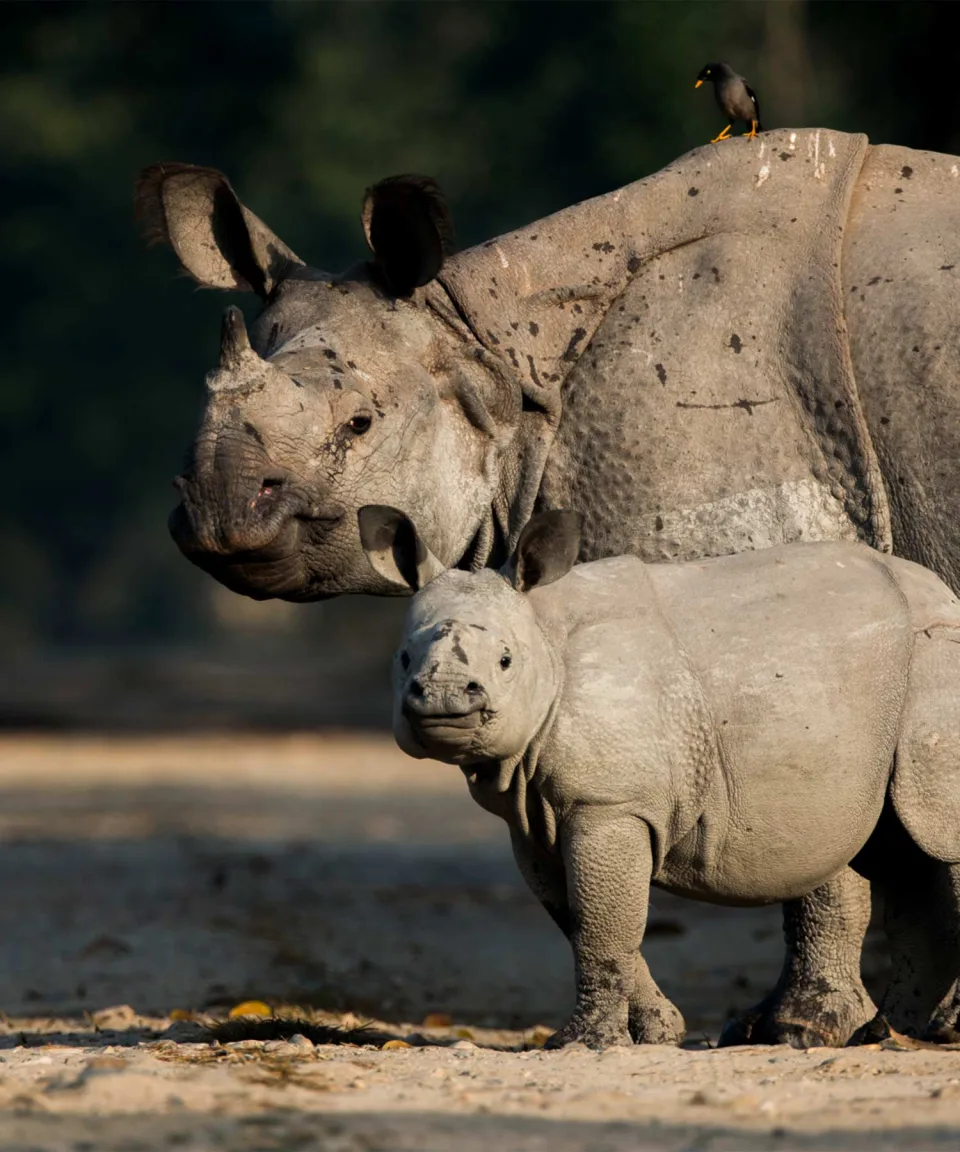 One Horned Rhino — Wildlife And Wilderness India Feature View 3