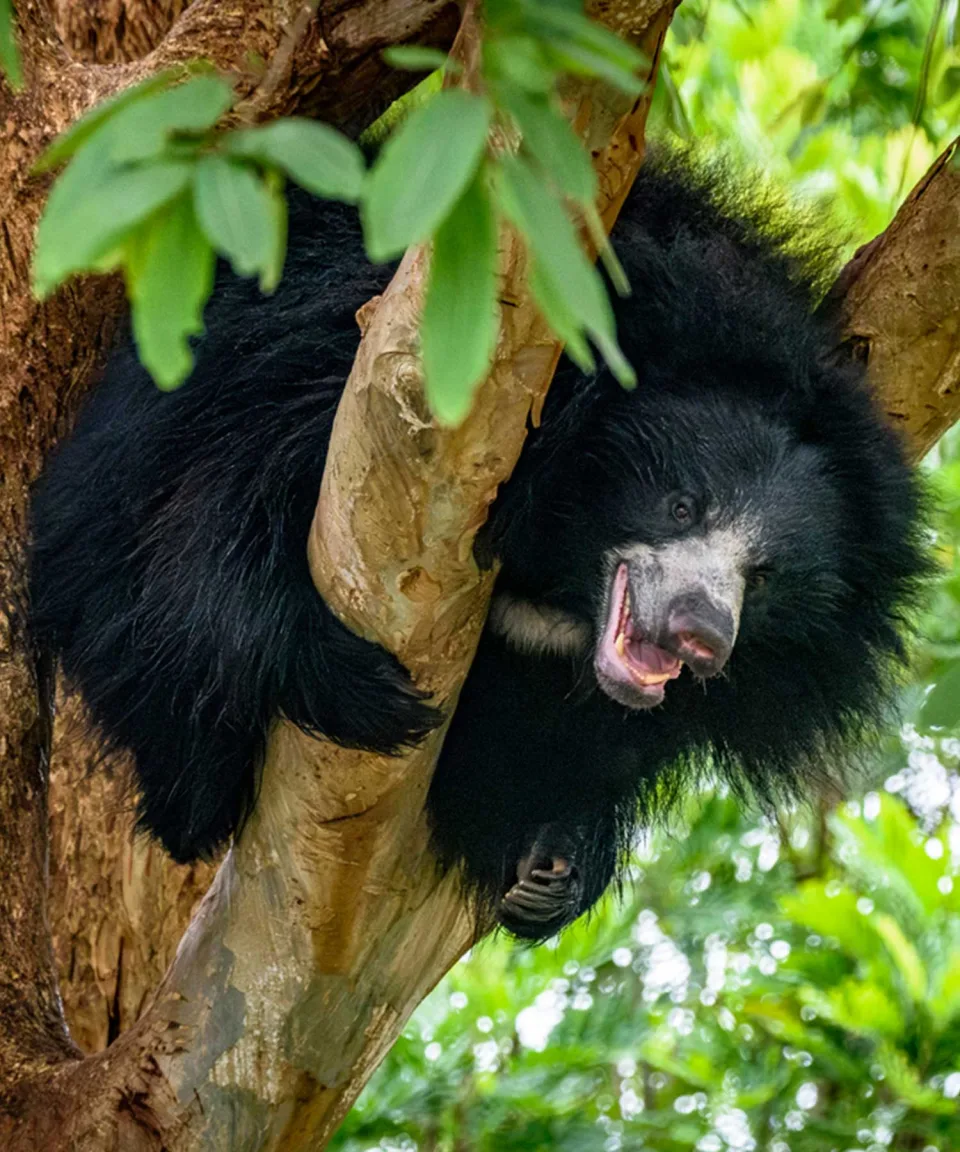 Himalayan Black Bear — Wildlife And Wilderness India Feature View 4