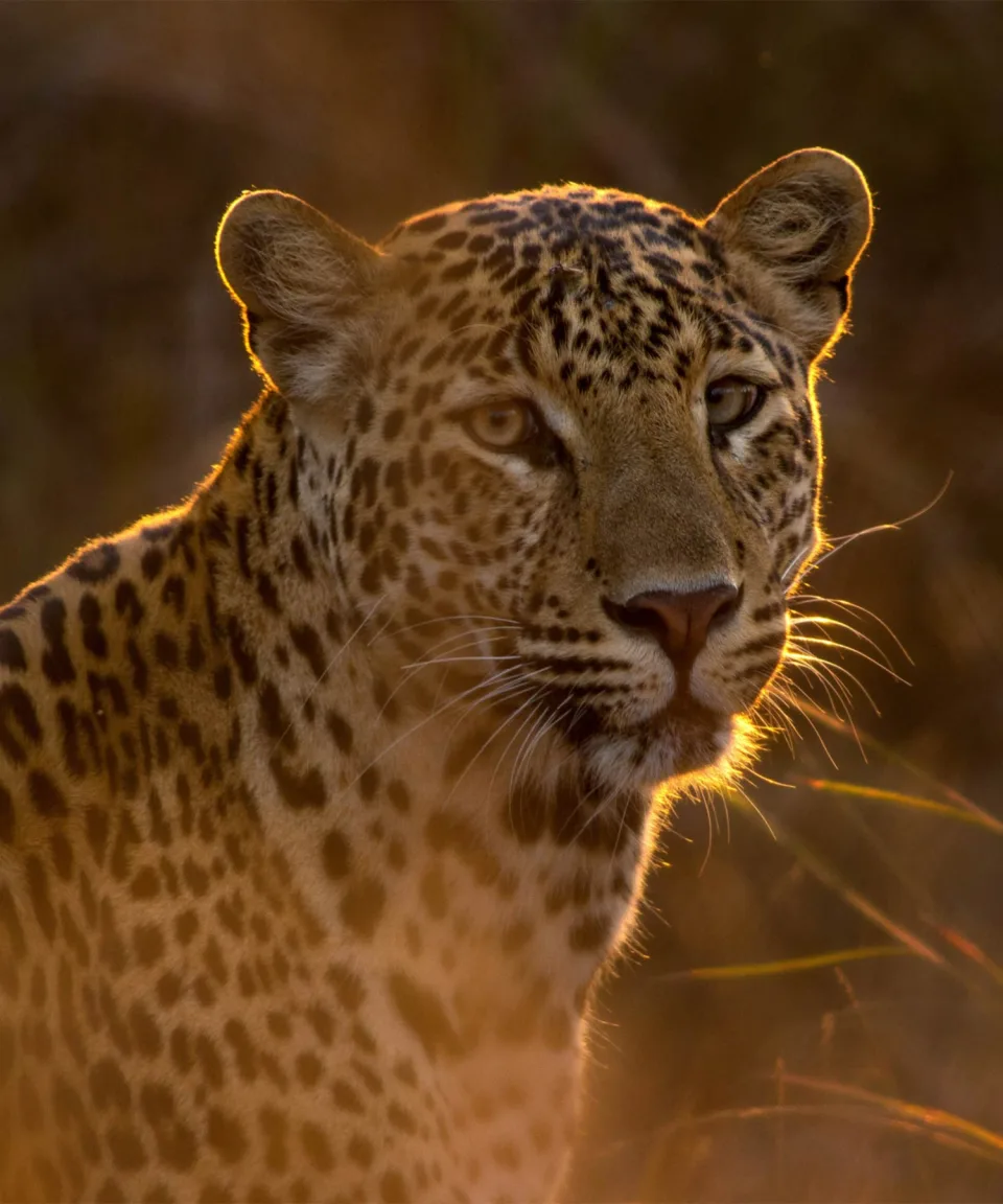 Asiatic Leopard — Wildlife And Wilderness India Feature View 5