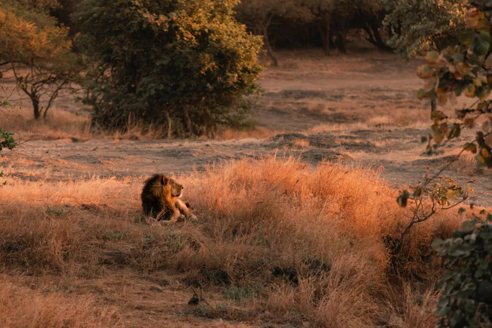 Wildlife And Wilderness India Gallery View 1 — Wildlife and Wilderness in India