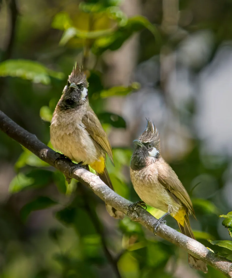Wildlife And Wilderness India Gallery View 2 — Wildlife and Wilderness in India
