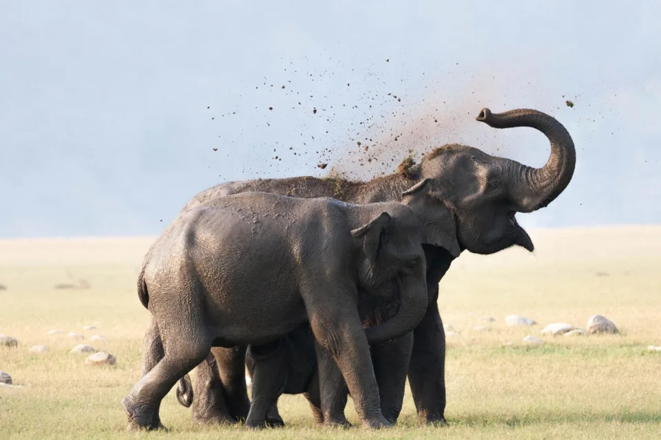 Wildlife And Wilderness India Gallery View 3 — Wildlife and Wilderness in India