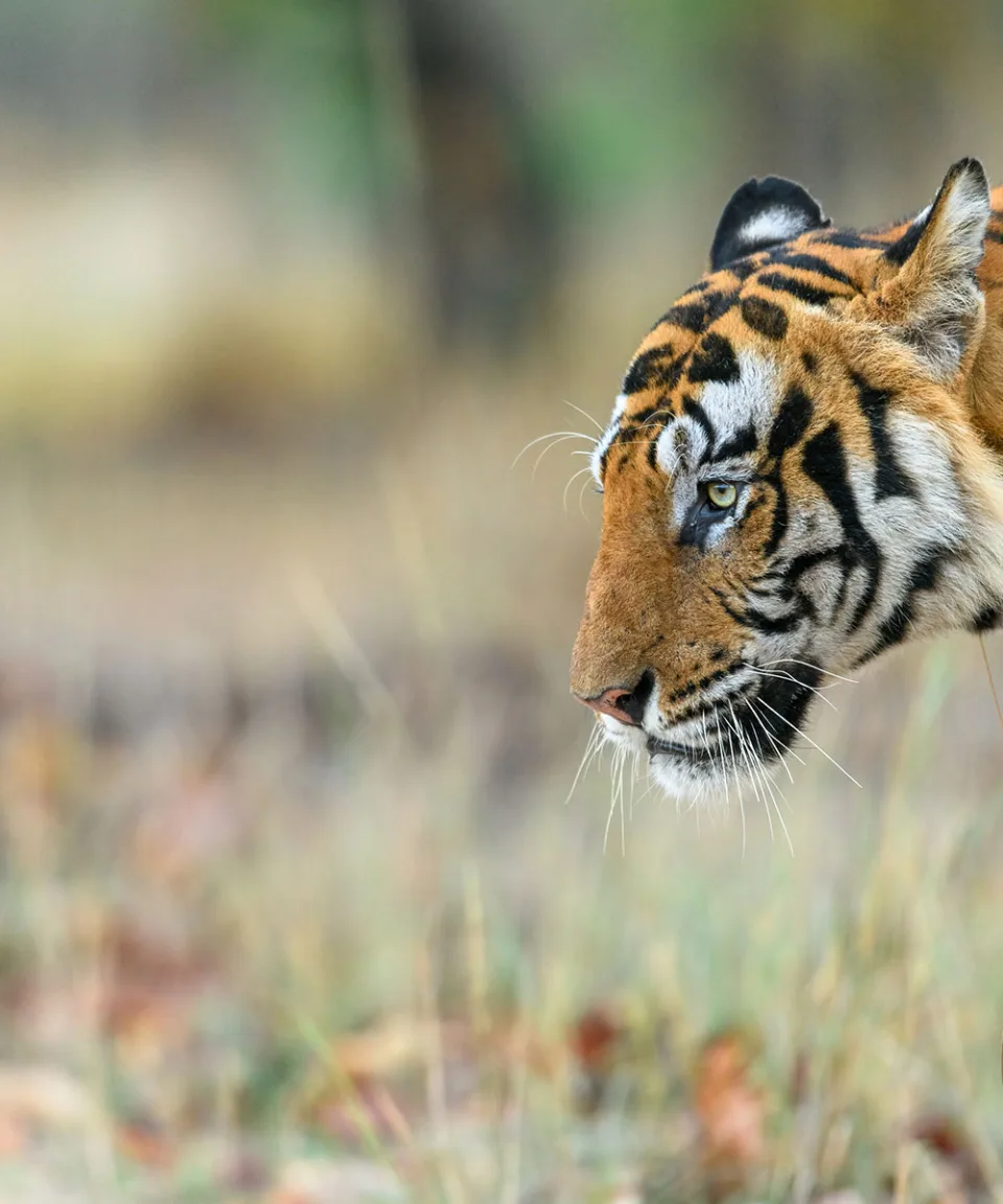 Wildlife And Wilderness India Gallery View 4 — Wildlife and Wilderness in India