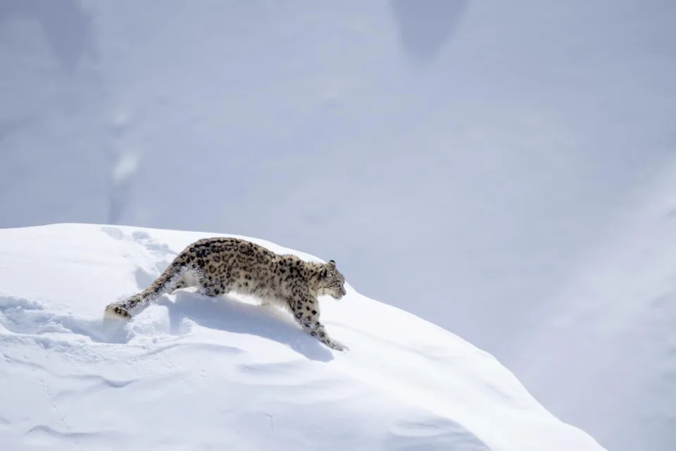 Wildlife And Wilderness India Gallery View 5 — Wildlife and Wilderness in India