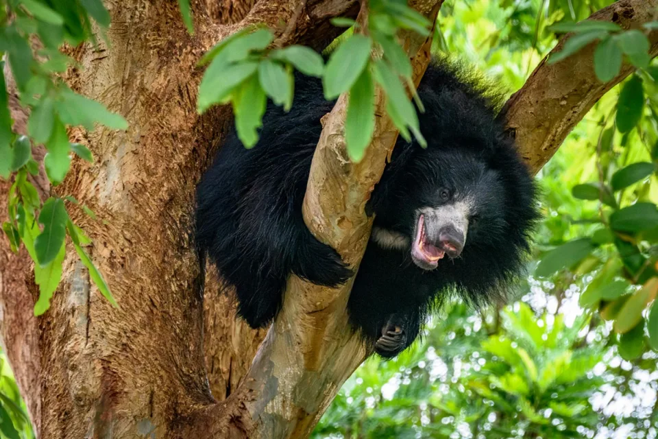Wildlife And Wilderness India Gallery View 6 — Wildlife and Wilderness in India