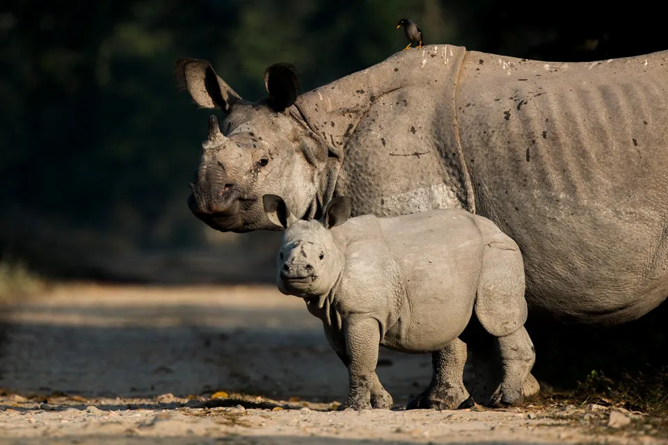 Wildlife And Wilderness India Gallery View 7 — Wildlife and Wilderness in India