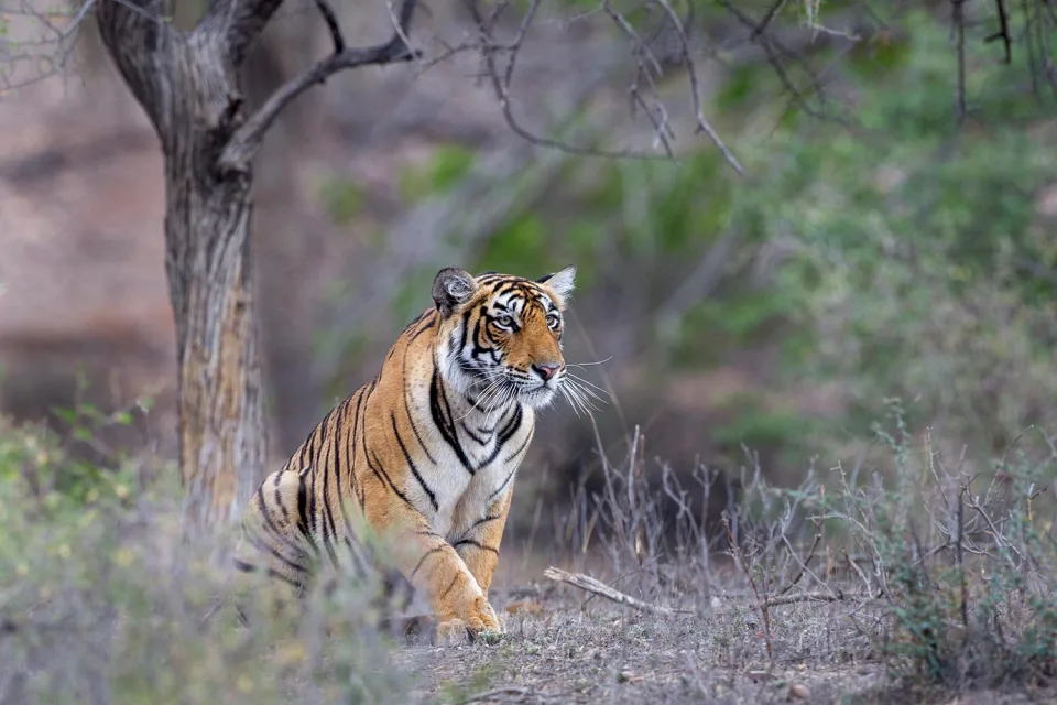 Wildlife And Wilderness India Gallery View 8 — Wildlife and Wilderness in India
