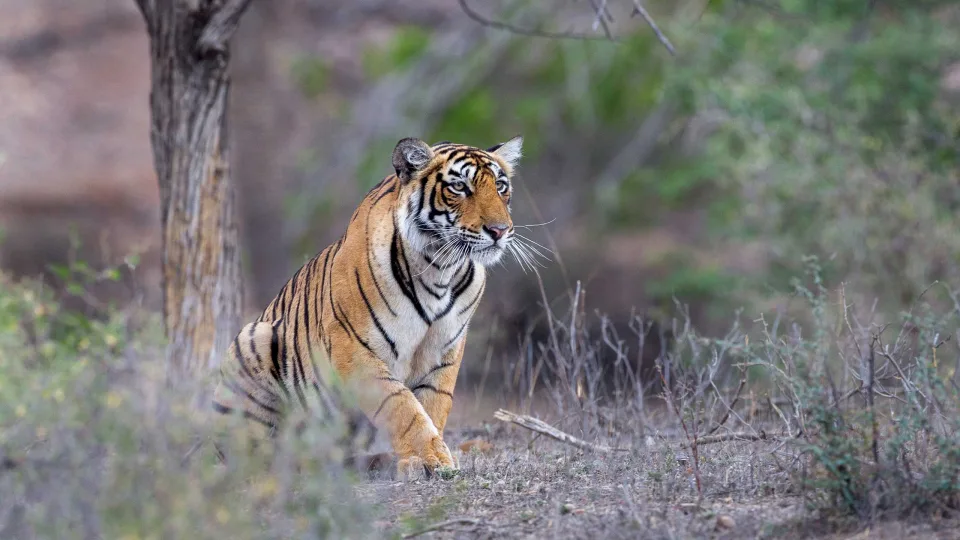 Wildlife and Wilderness in India — Wildlife And Wilderness India Header