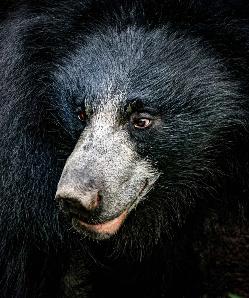Sloth Bears — Wildlife And Wilderness Sri Lanka Feature View 1
