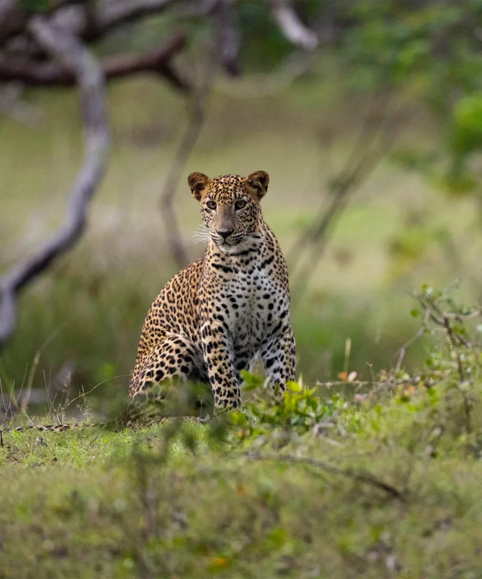 Leopards — Wildlife And Wilderness Sri Lanka Feature View 2