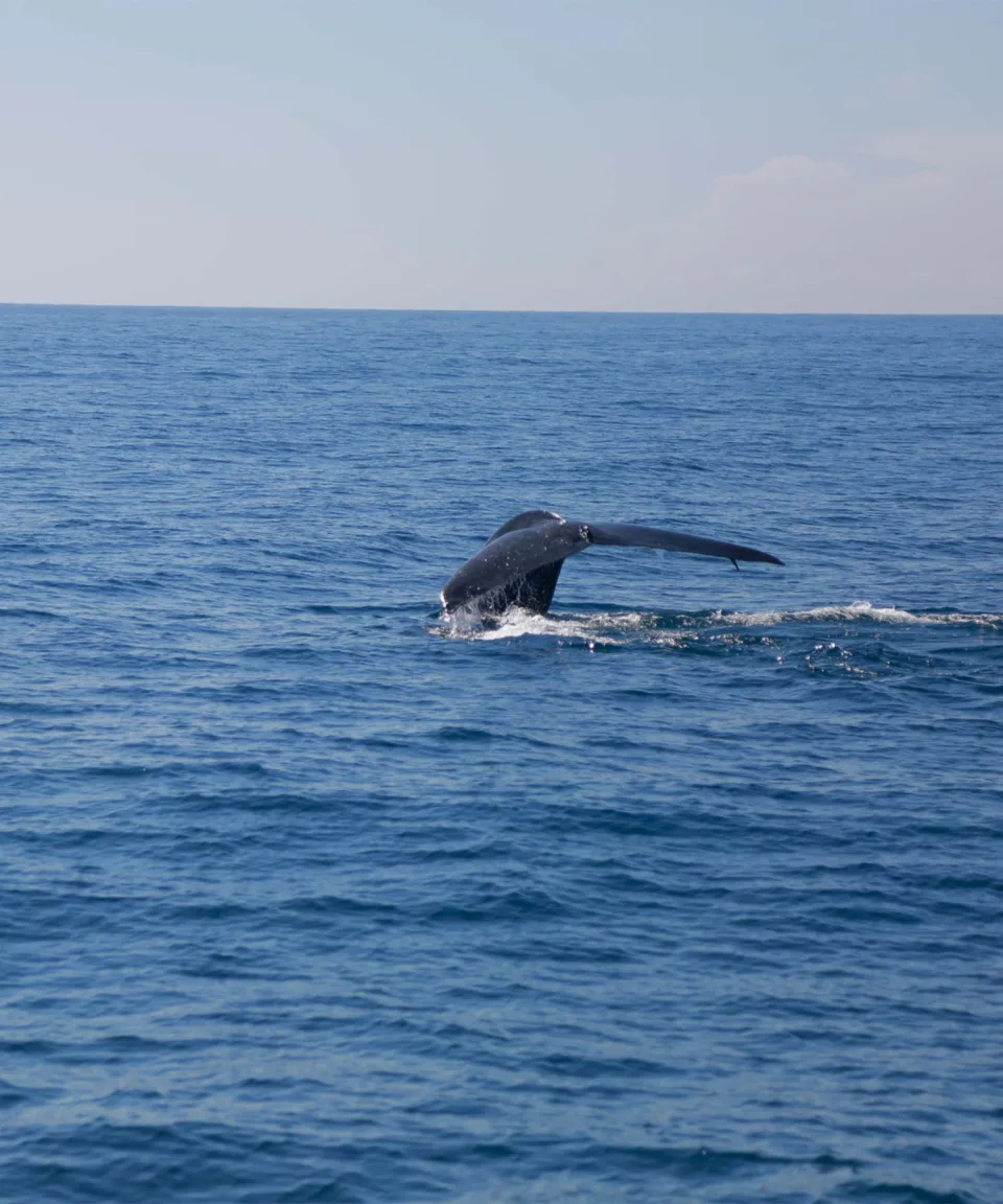 Blue Whales — Wildlife And Wilderness Sri Lanka Feature View 3