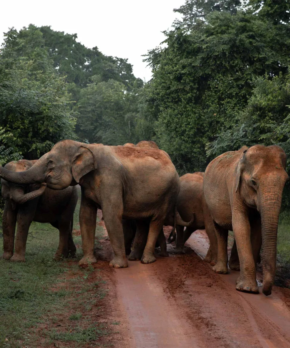 Elephants — Wildlife And Wilderness Sri Lanka Feature View 4