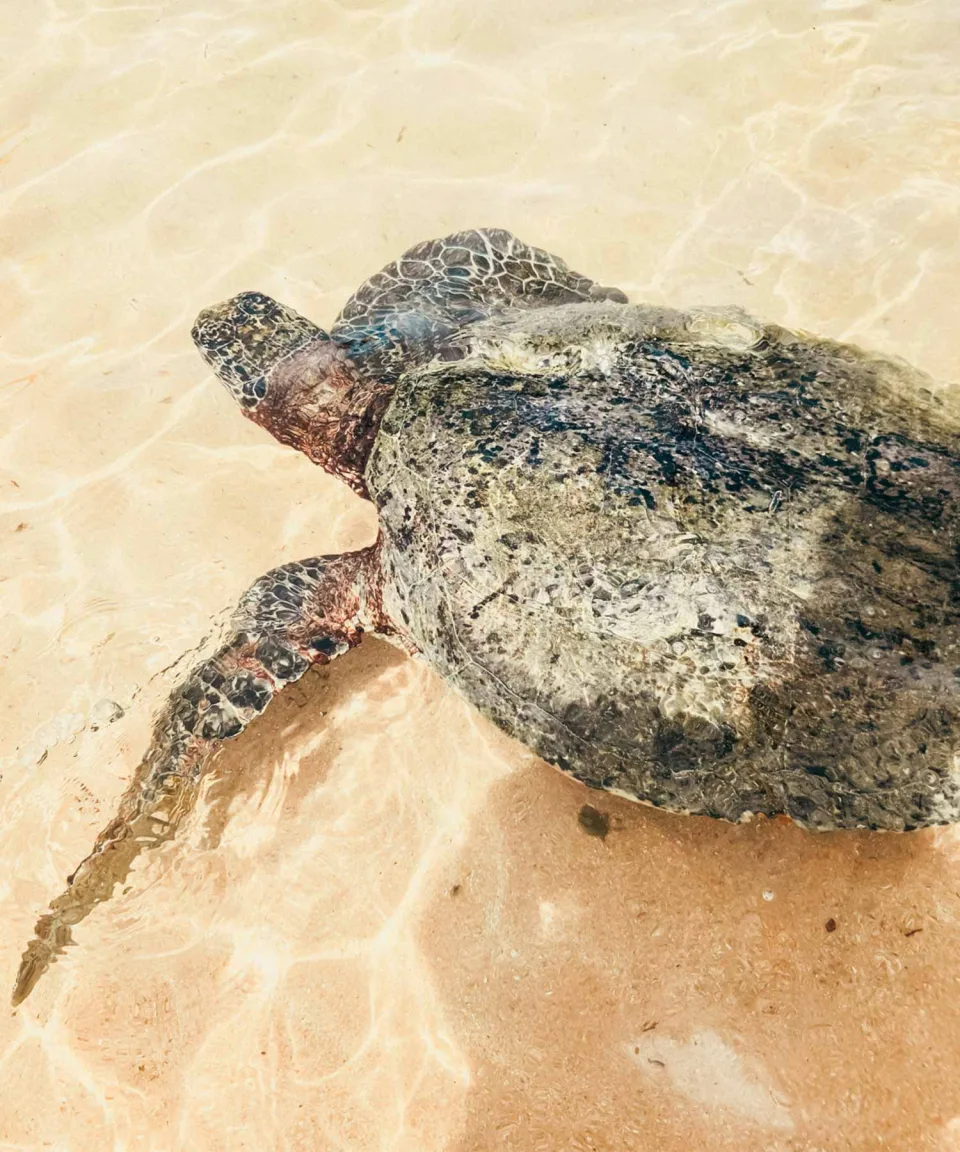 Sea Turtles — Wildlife And Wilderness Sri Lanka Feature View 5