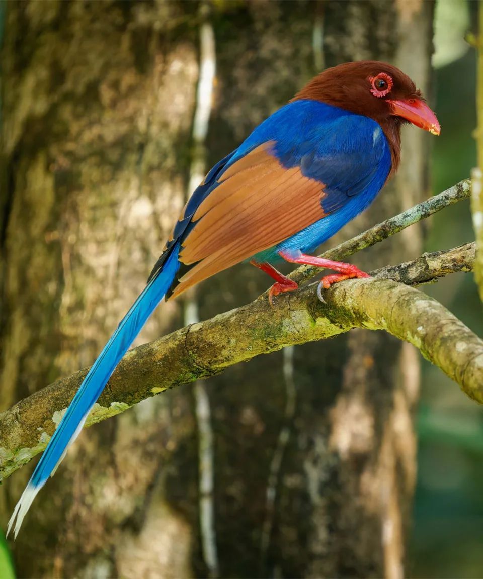 Blue Magpie — Wildlife And Wilderness Sri Lanka Feature View 6
