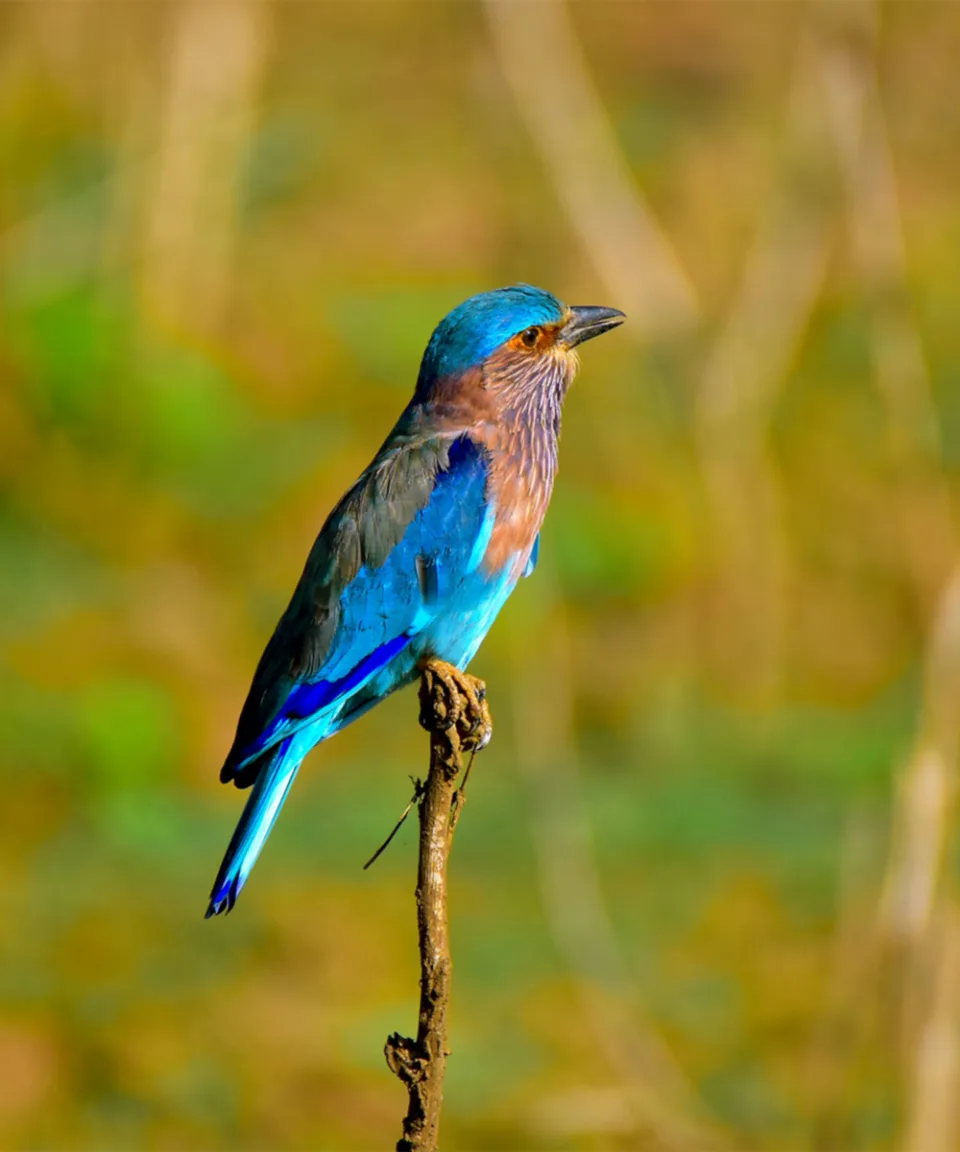 Wildlife and Wilderness in Sri Lanka — Wildlife And Wilderness Sri Lanka Gallery View 1