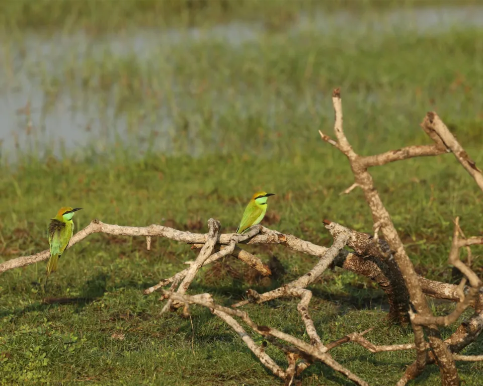 Wildlife And Wilderness Sri Lanka Gallery View 4 — Wildlife and Wilderness in Sri Lanka