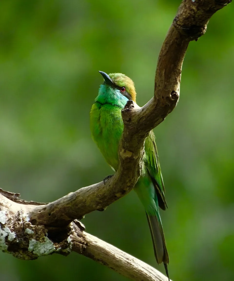 Wildlife And Wilderness Sri Lanka Gallery View 6 — Wildlife and Wilderness in Sri Lanka
