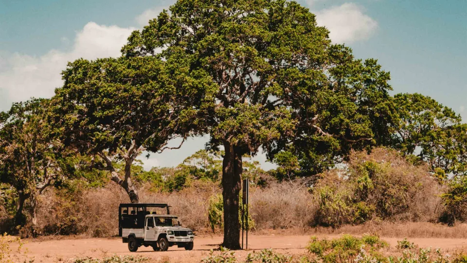 Wildlife and Wilderness in Sri Lanka — Wildlife And Wilderness Sri Lanka Header
