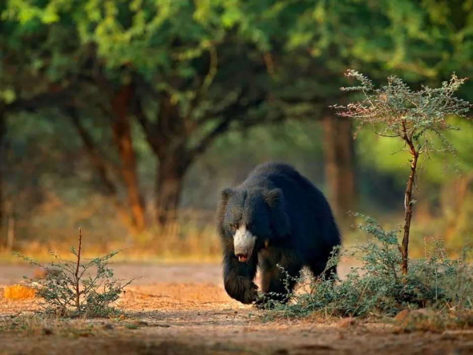 Sloth bear walking through Satpura National Park in India