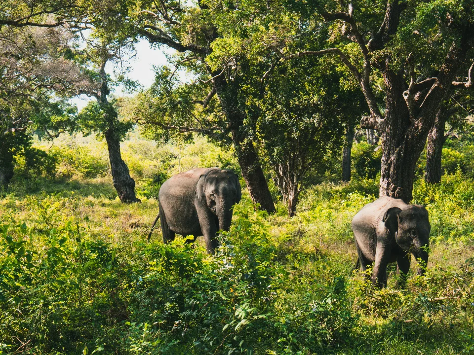 Elephants walking through Wilpattu National Park in Sri Lanka