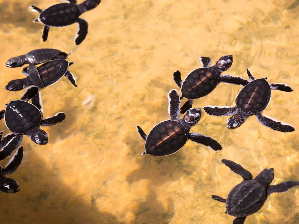 Sea turtle hatchlings swimming at a conservation centre in Sri Lanka