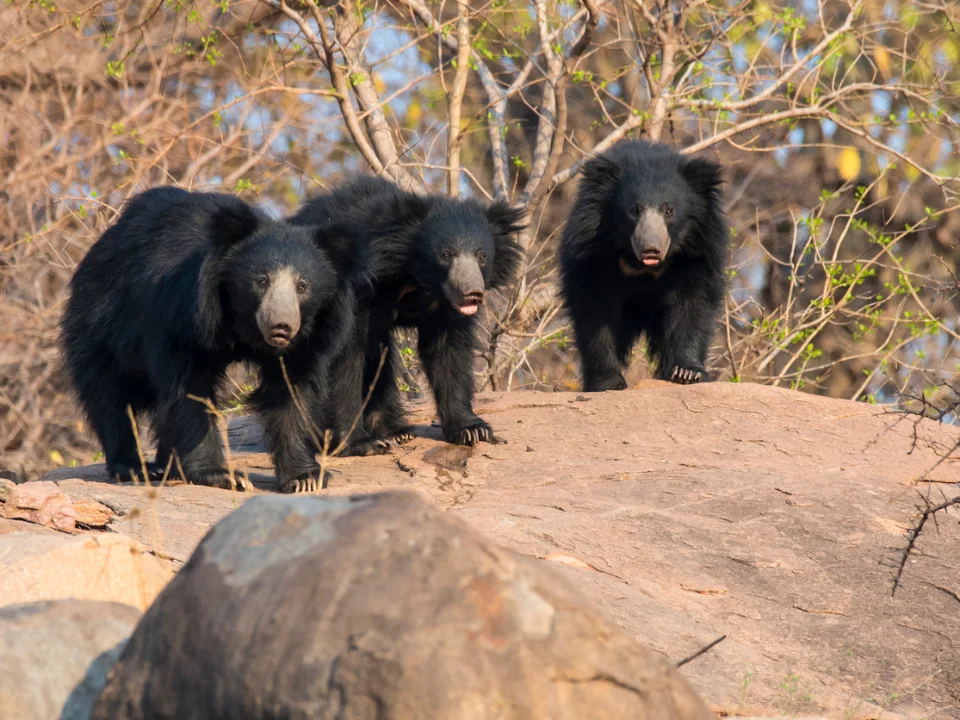 Sloth bear family in Wasgamuwa National Park, Sri Lanka