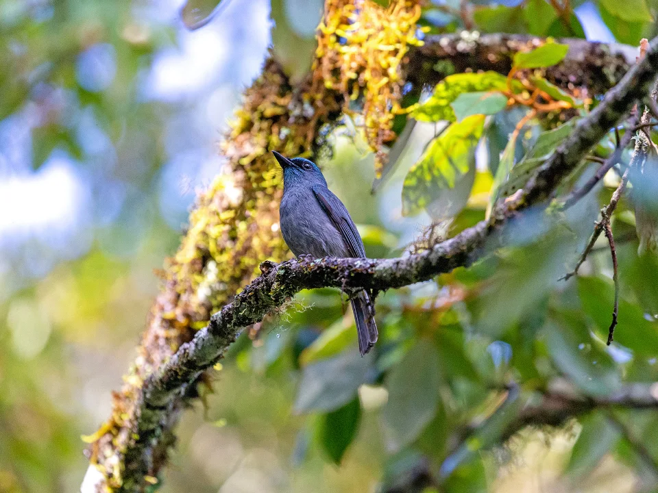 Bird perched in the forest at Kumana National Park, Sri Lanka