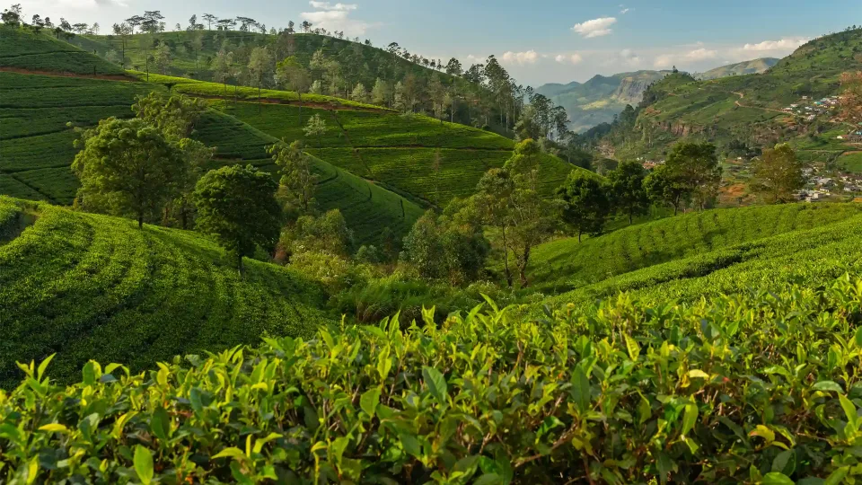 What's the weather like in Sri Lanka in April? — Whats The Weather Like In Sri Lanka In April Header