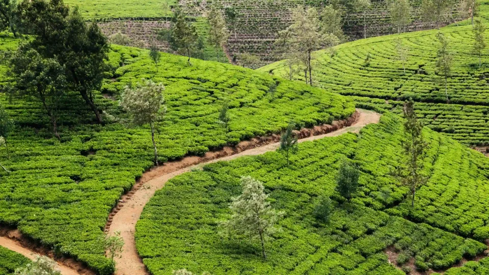 What's the weather like in Sri Lanka in January? — Whats The Weather Like In Sri Lanka In January Header
