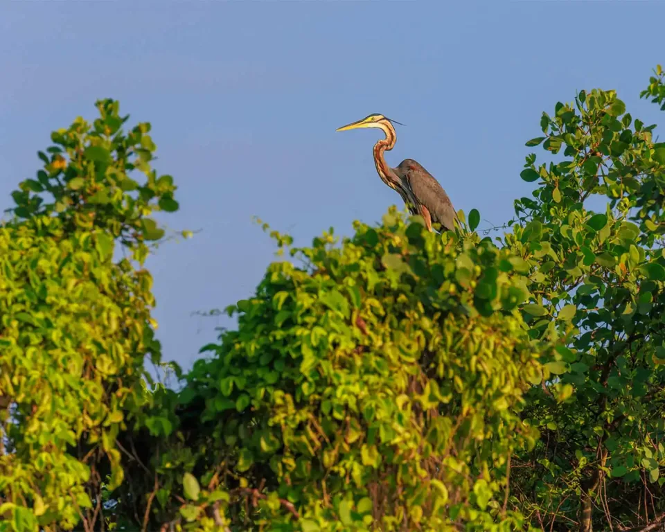 Whats The Weather Like In Sri Lanka In May Gallery View 4 — What's the weather like in Sri Lanka in May?