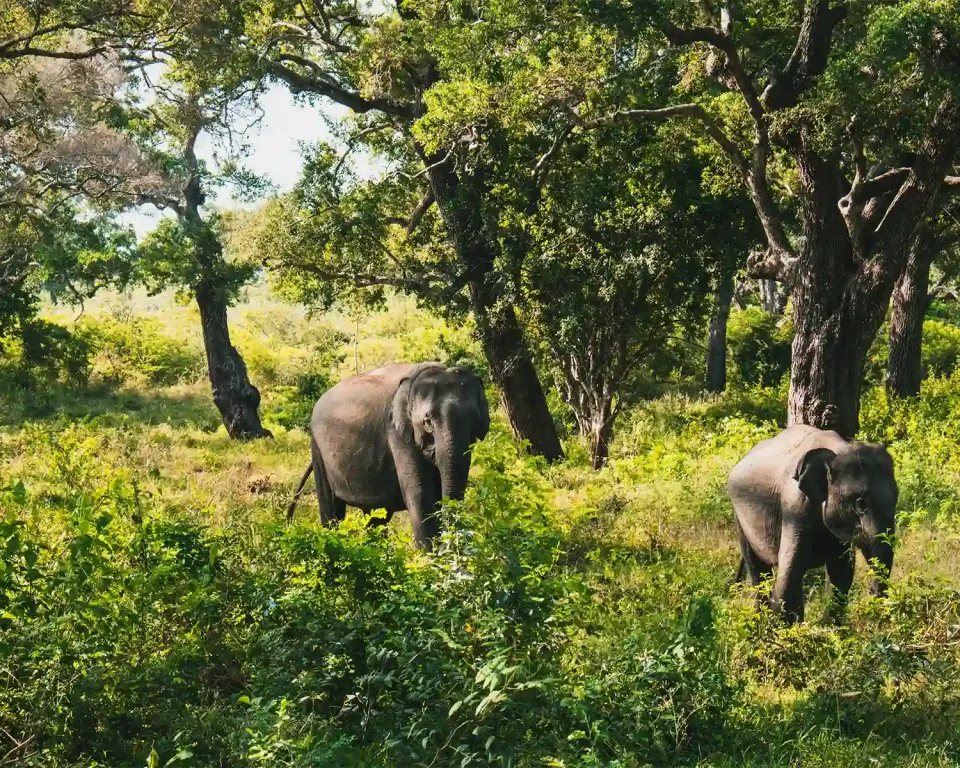 When is the best time to visit Sri Lanka by Region — March View 2